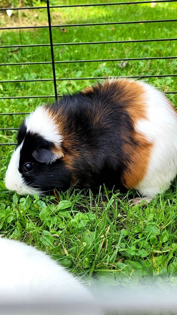 Cavias, Cavia, Augustus, Meerdere dieren, Tam