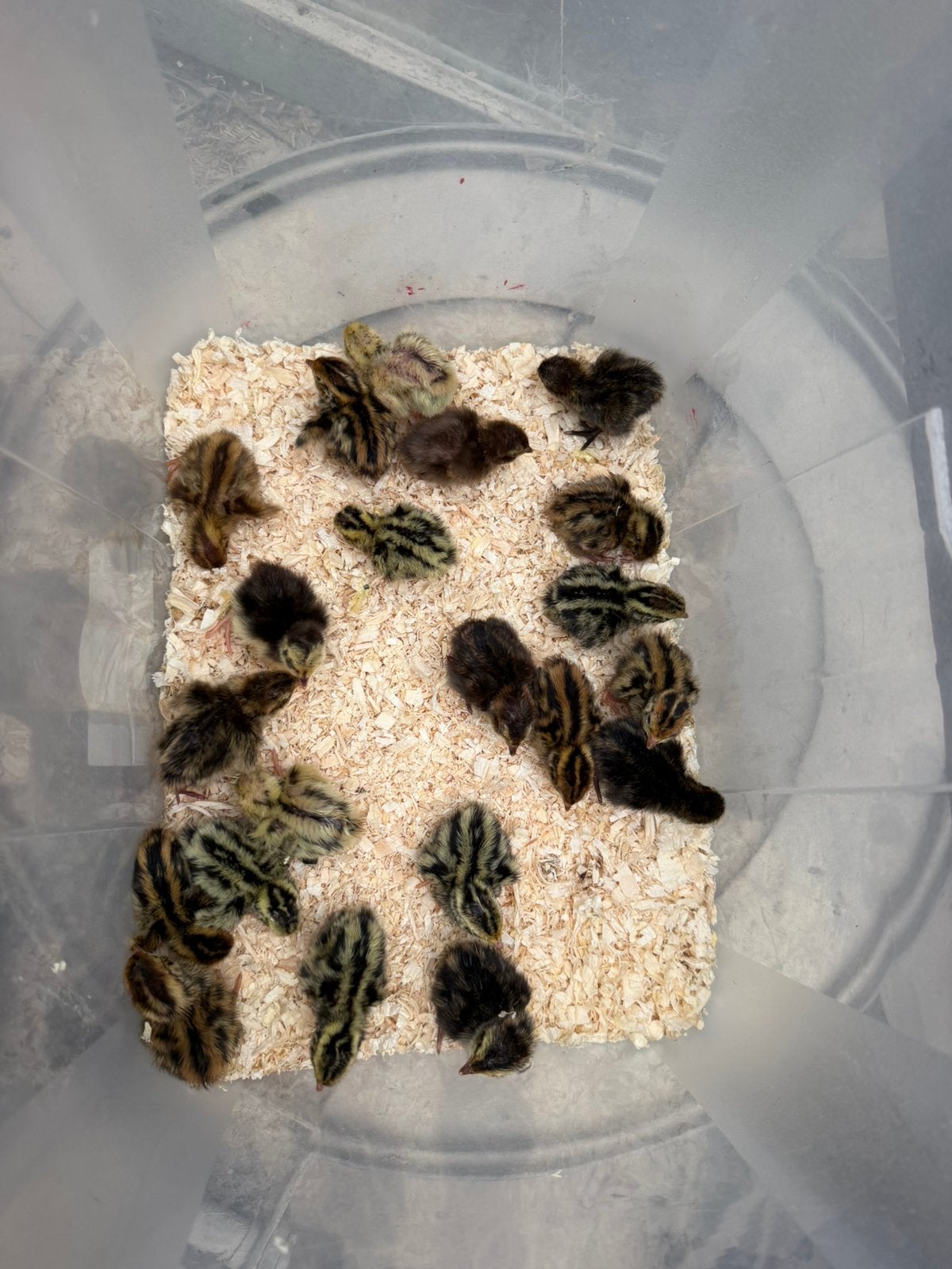 Kuikens japanse kwartel, Dieren en Toebehoren, Pluimvee, Meerdere dieren, Overige soorten