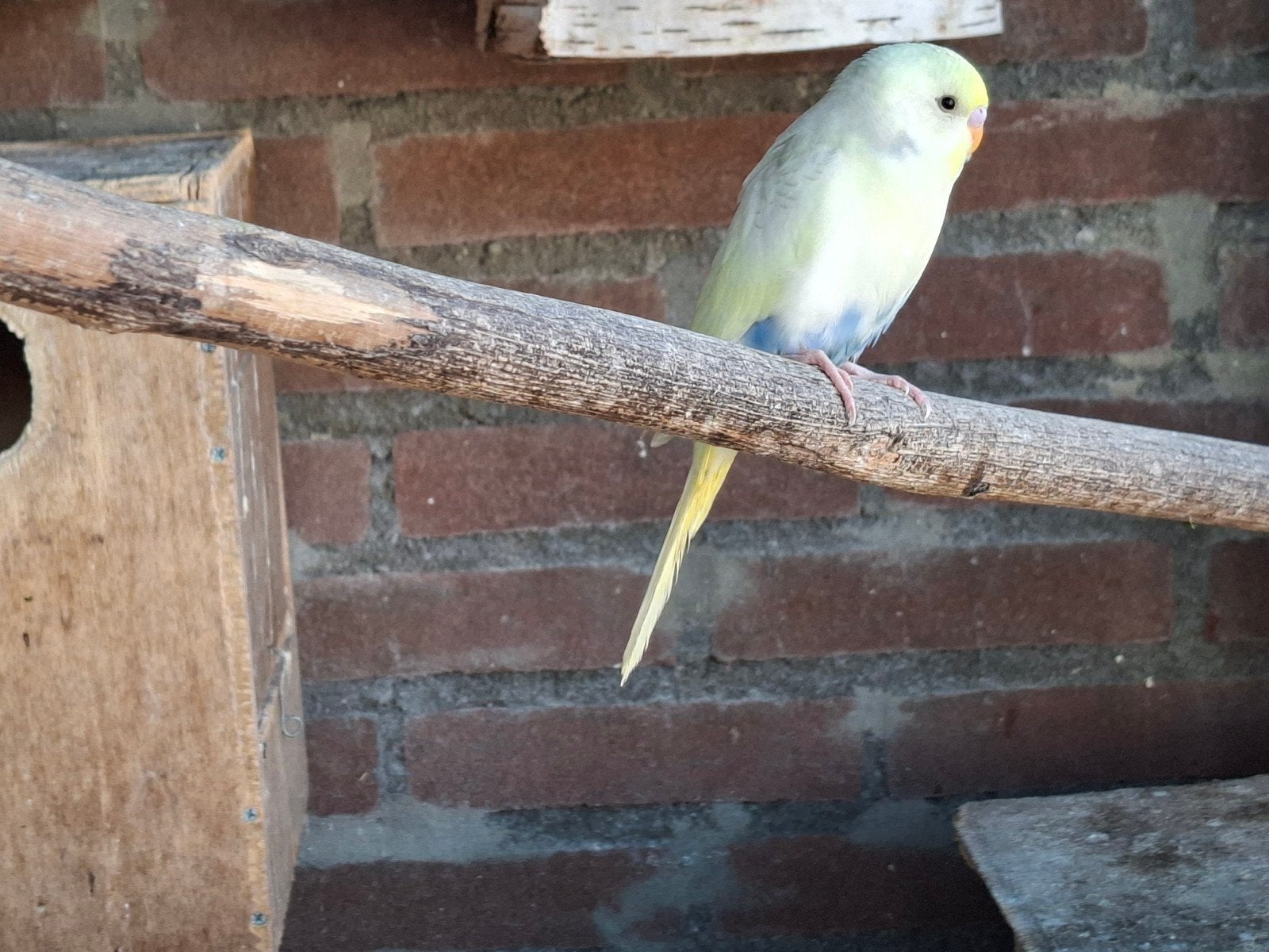 jonge parkietjes, Meerdere dieren, Parkiet