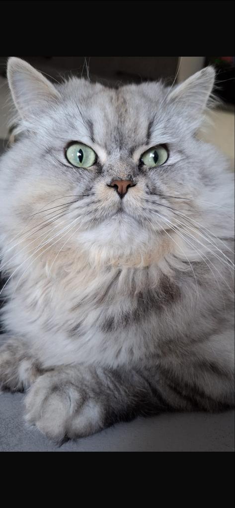 Perzisch/ Brits langharige kater, Kater, 0 tot 2 jaar