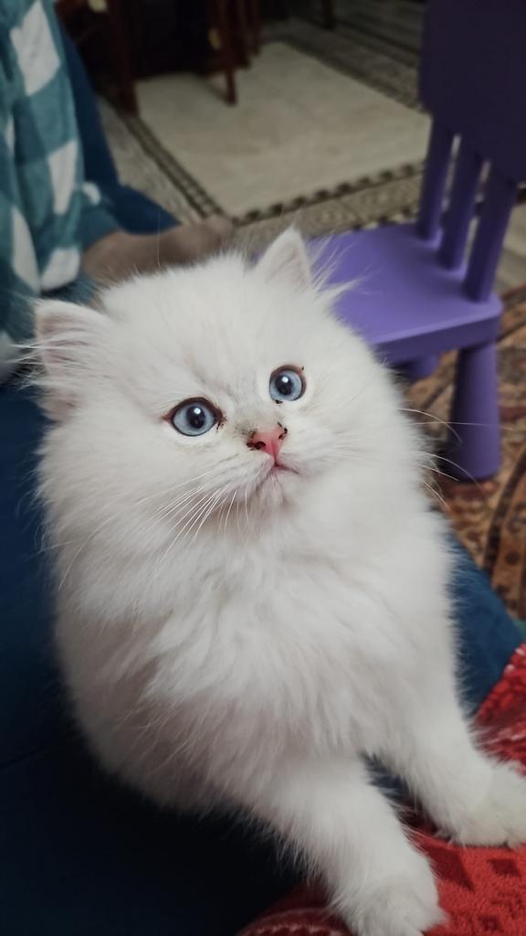 Katertje Britse langhaar kitten te koop, Kater