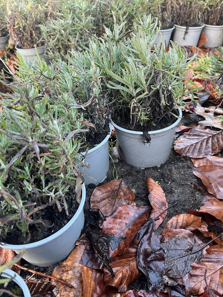 lavendel, Volle zon, Vaste plant, Zomer, Ophalen