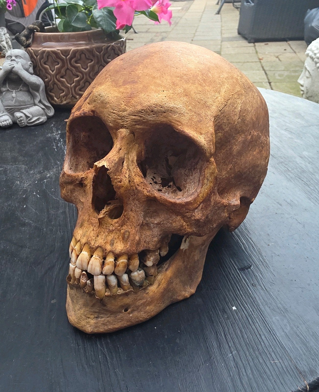 menselijke schedel volledige antieke mensen schedel . skull, Ophalen of Verzenden, Zo goed als nieuw