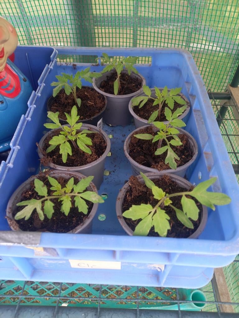 Groenteplantjes, Ophalen, Eenjarig, Overige soorten, Volle zon