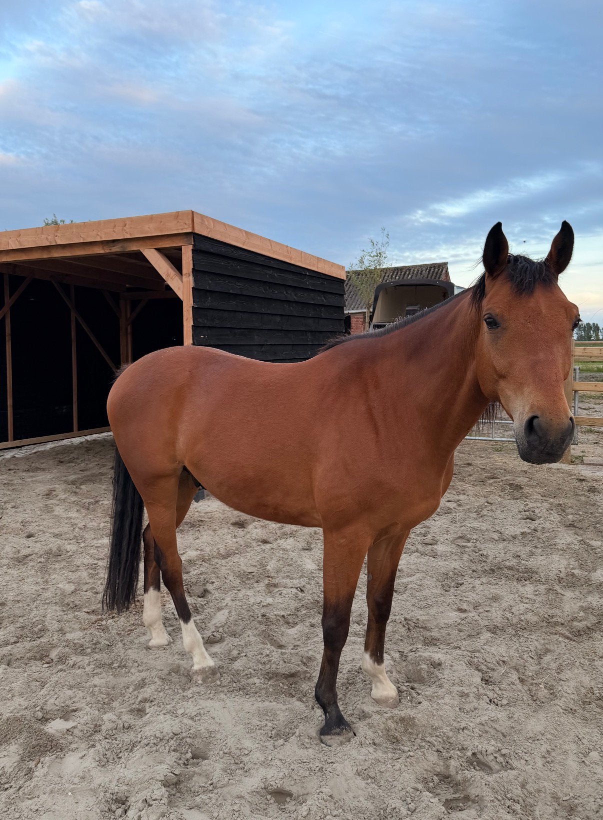 Zangersheide super brave E pony ruin 8j, Springpaard, Minder dan 160 cm, Ruin, 7 tot 10 jaar