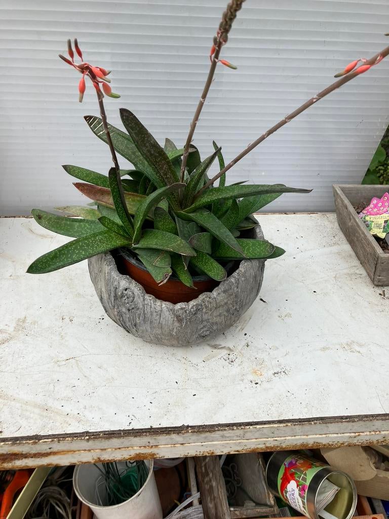 Vetplant   25 cm hoog en breed, Ophalen, Halfschaduw, Minder dan 100 cm