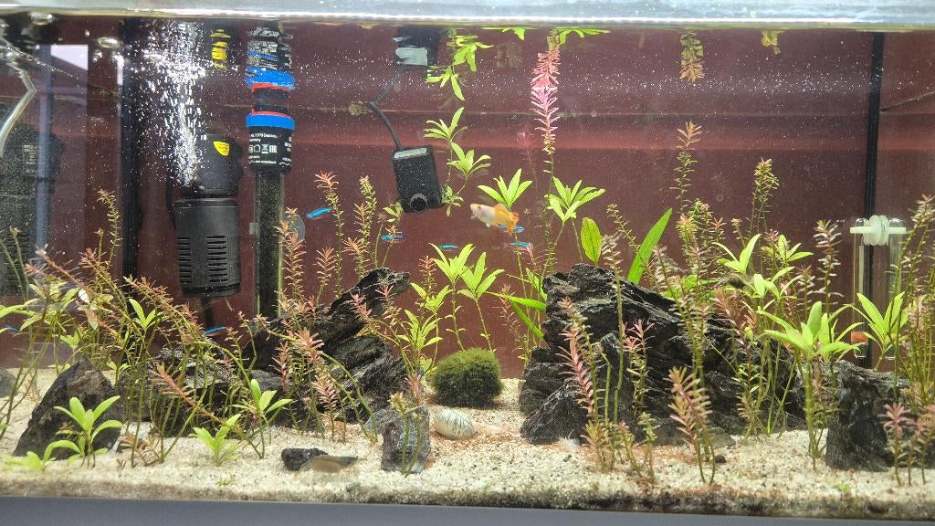 EHEIM aquarium 54L, Ophalen, Inclusief vissen, Eheim, Gevuld zoetwateraquarium