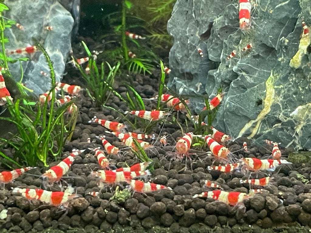 Cardina Crystal Red garnalen, Kreeft, Krab of Garnaal, Zoetwatervis, Schoolvis