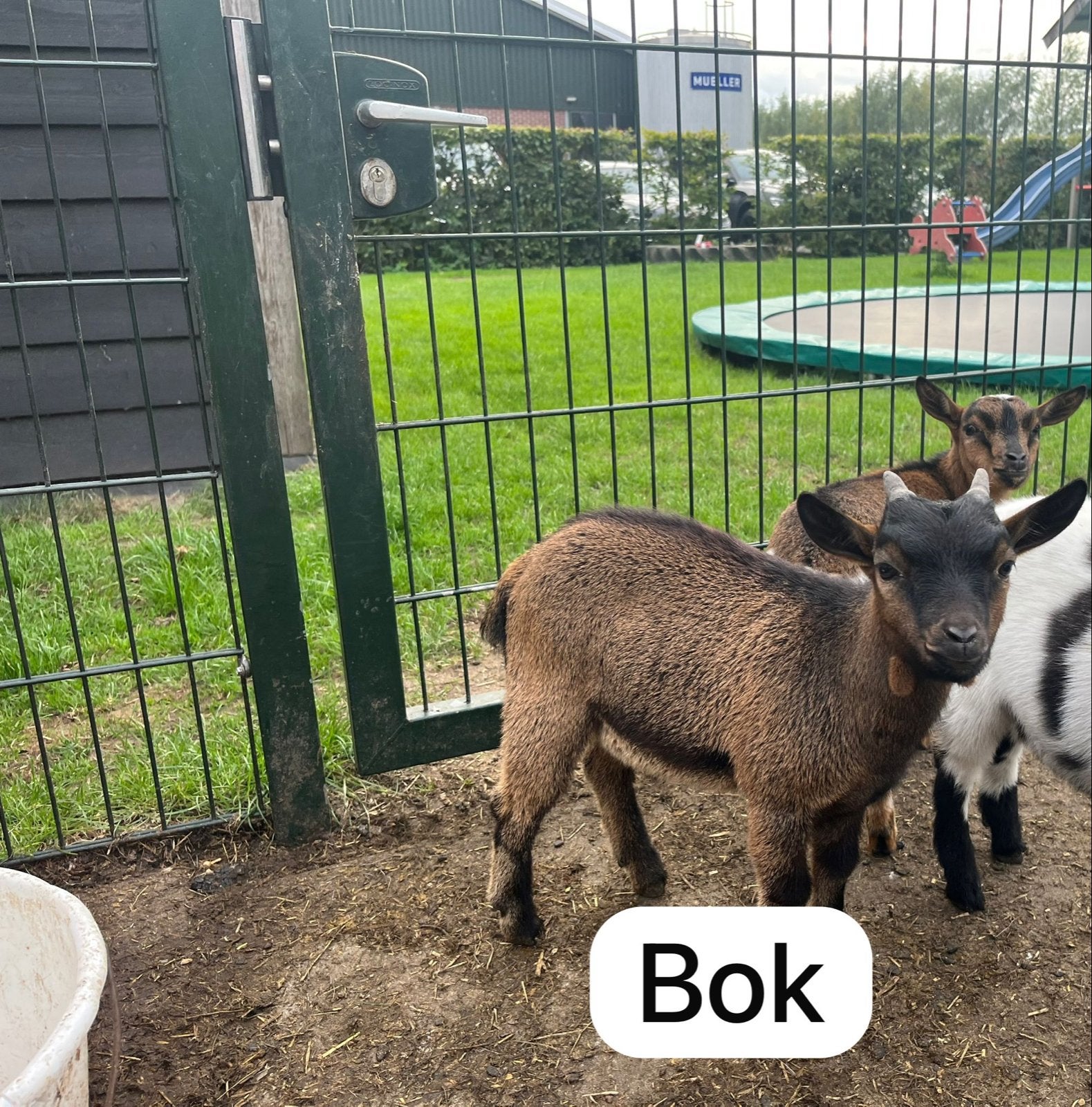 Dwerggeiten, 2 bokken, Dieren en Toebehoren, Meerdere dieren, Geit, 0 tot 2 jaar