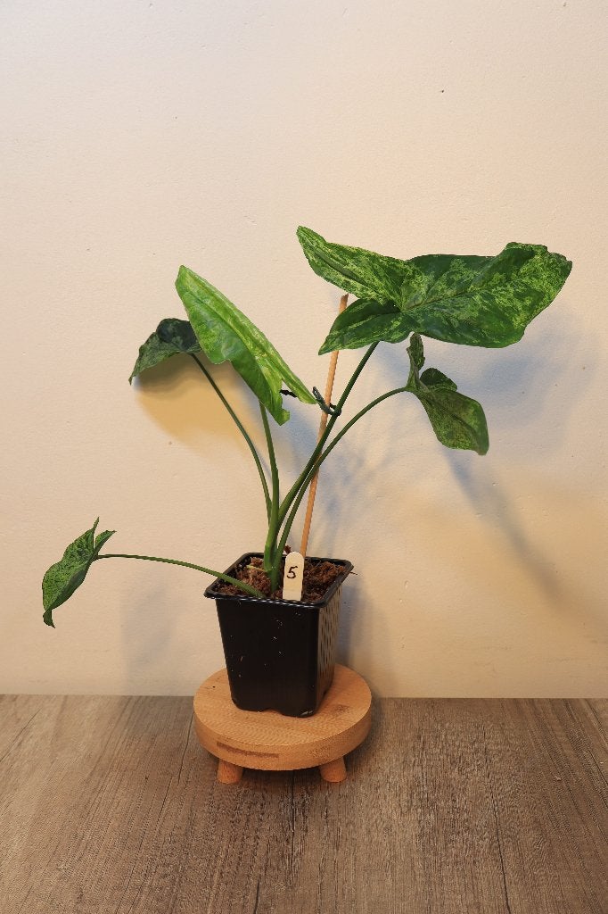 Syngonium Mottled Mojito #5, Ophalen, Overige soorten, Halfschaduw, In pot