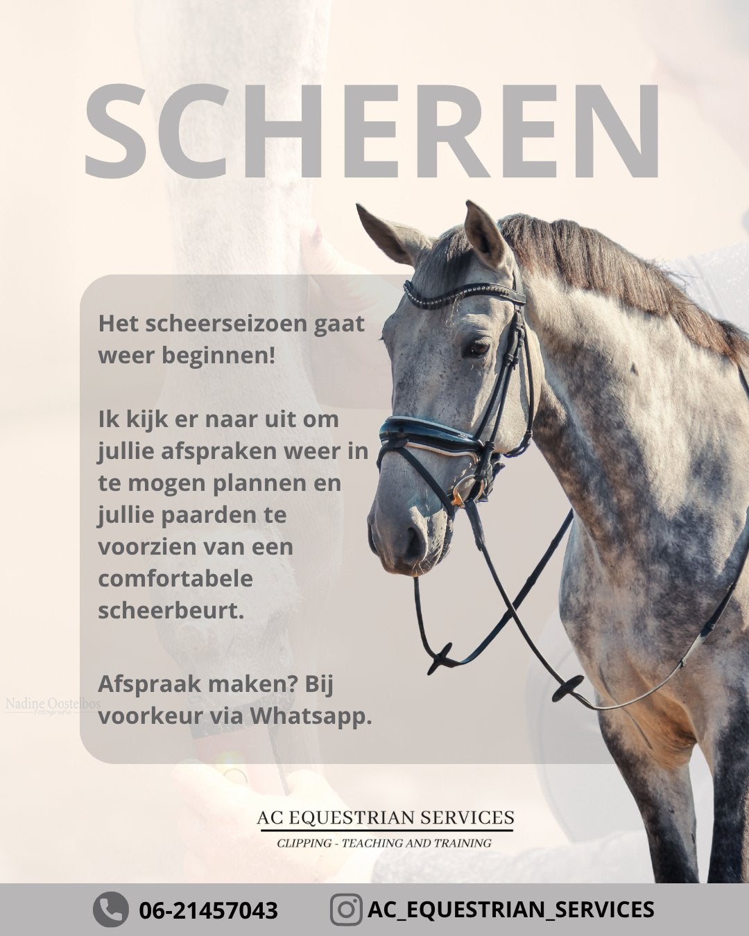 Paarden scheren / horse clipping