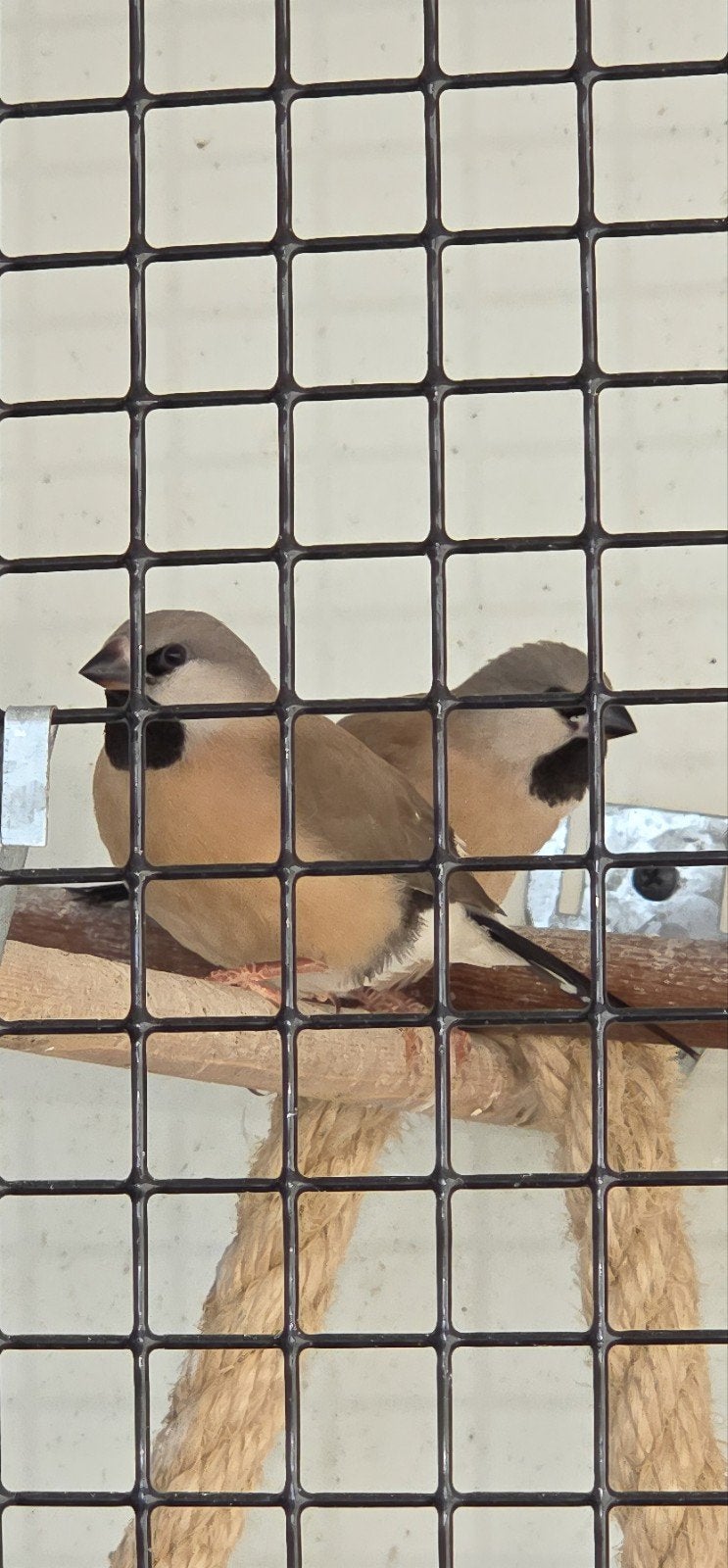 Jonge spitsstaart amadines., Dieren en Toebehoren, Meerdere dieren