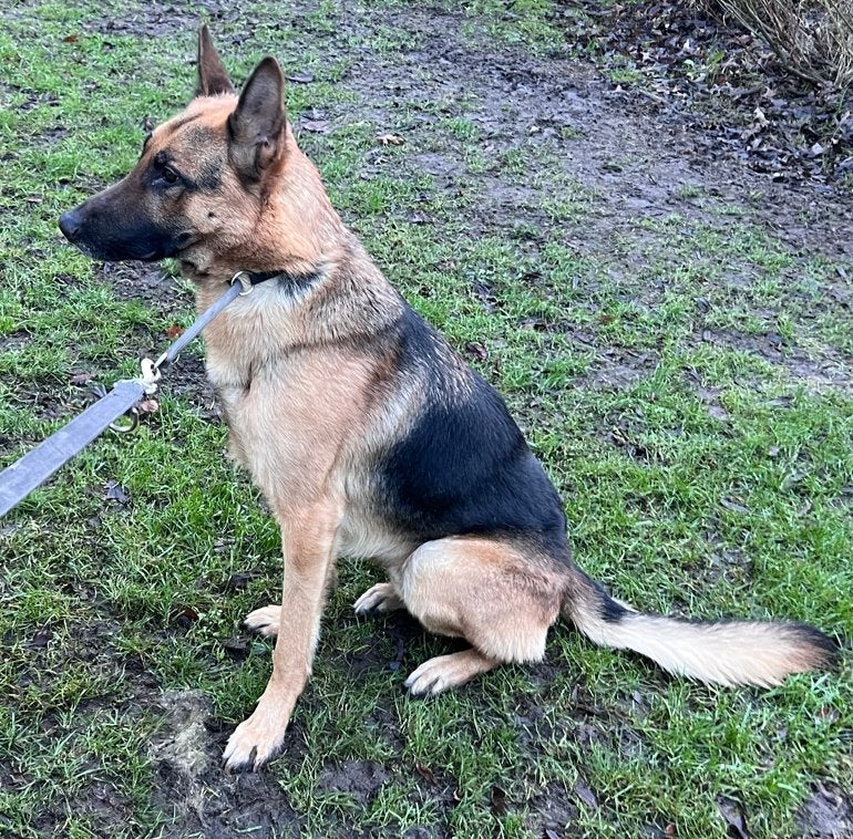 Prachtige Zuivere Duitse Herder reu zoekt een gouden mand, Dieren en Toebehoren, Honden | Herdershonden en Veedrijvers, Reu, Parvo