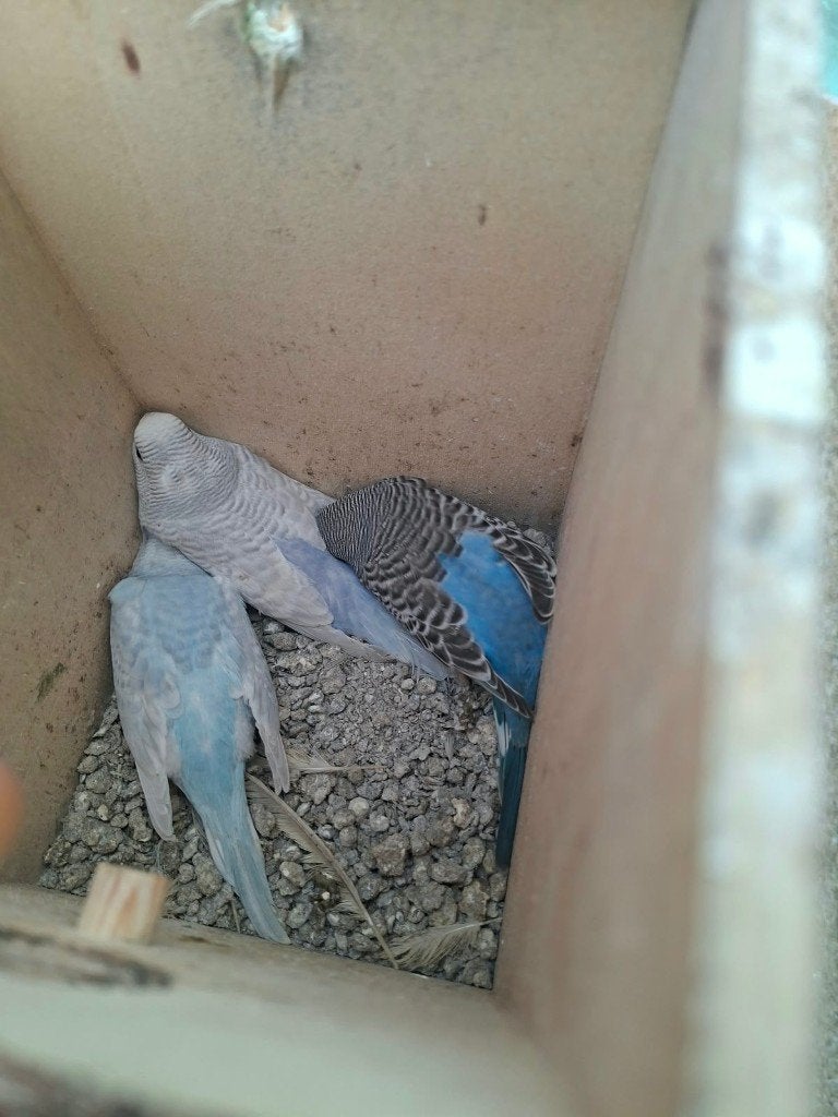 Jonge Parkietjes, Meerdere dieren, Parkiet