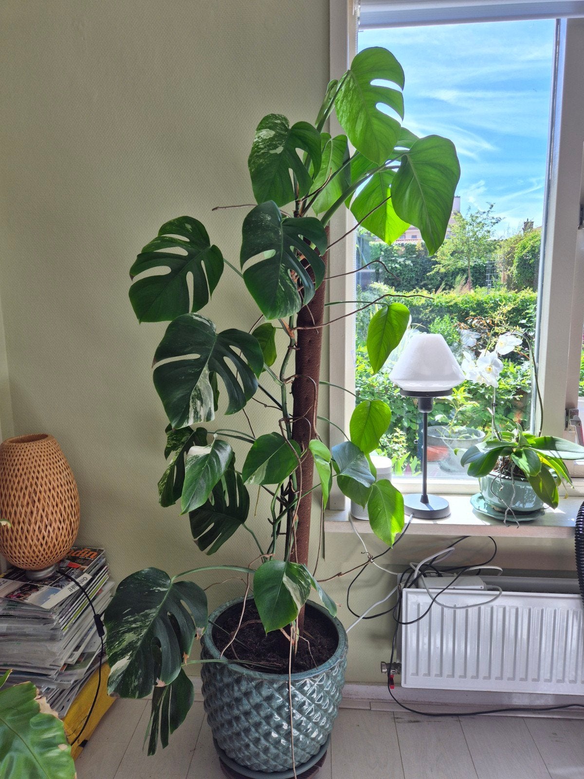 Monstera Variegata met pot, Huis en Inrichting, Kamerplanten, Ophalen, Overige soorten, Halfschaduw, In pot