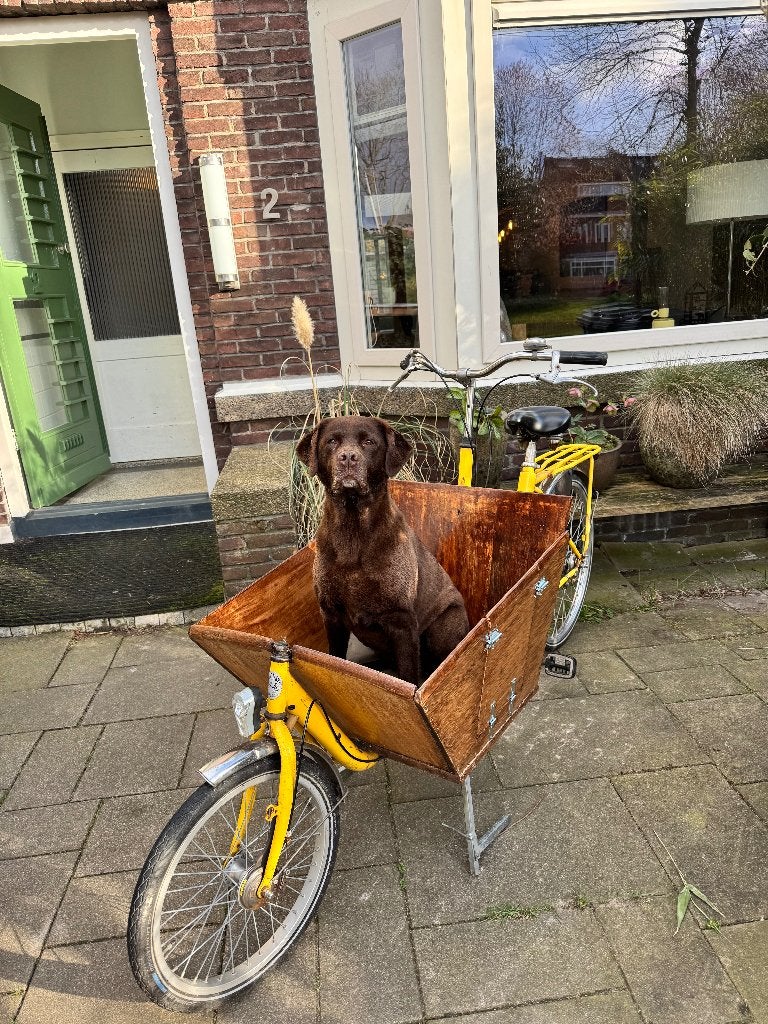 bakfiets voor hond of spullen met 4 versnellingen, Fietsen en Brommers, Gebruikt, Goederen, Trommelrem, Ophalen
