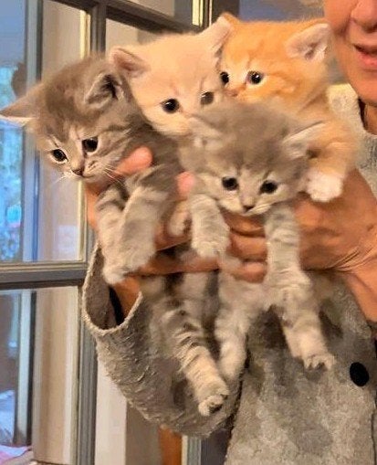 Kittens Maincoon x Europese kater, Meerdere dieren, Gechipt, 0 tot 2 jaar