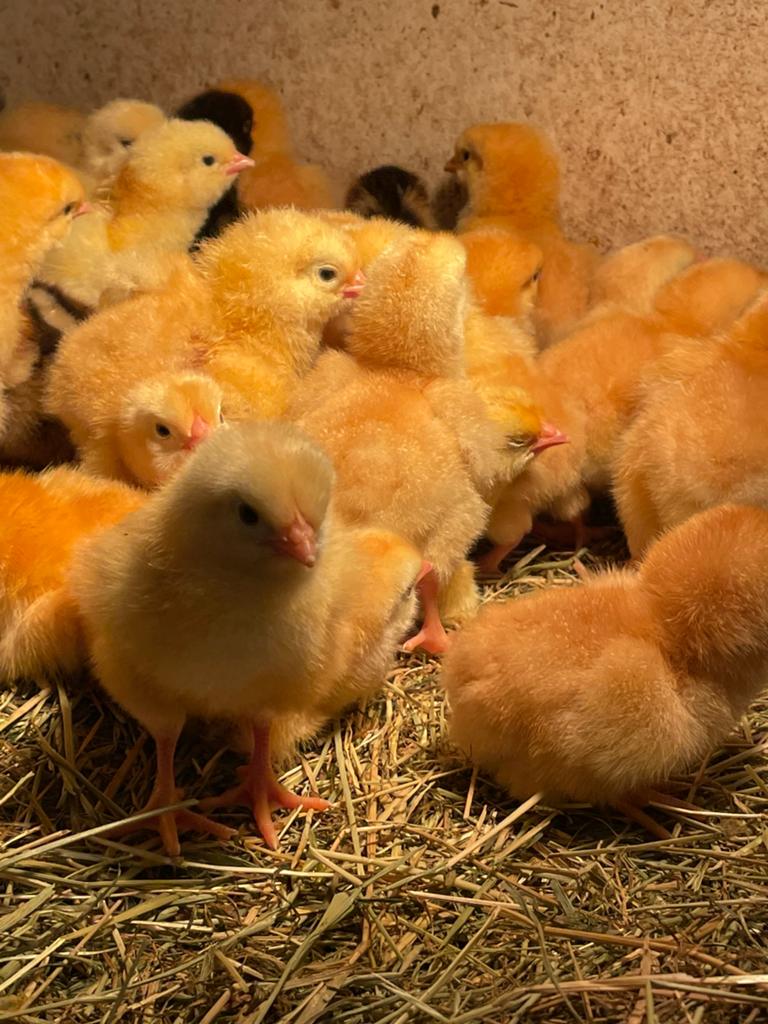 Kuikens newhampshire groot, Dieren en Toebehoren, Pluimvee, Geslacht onbekend, Kip
