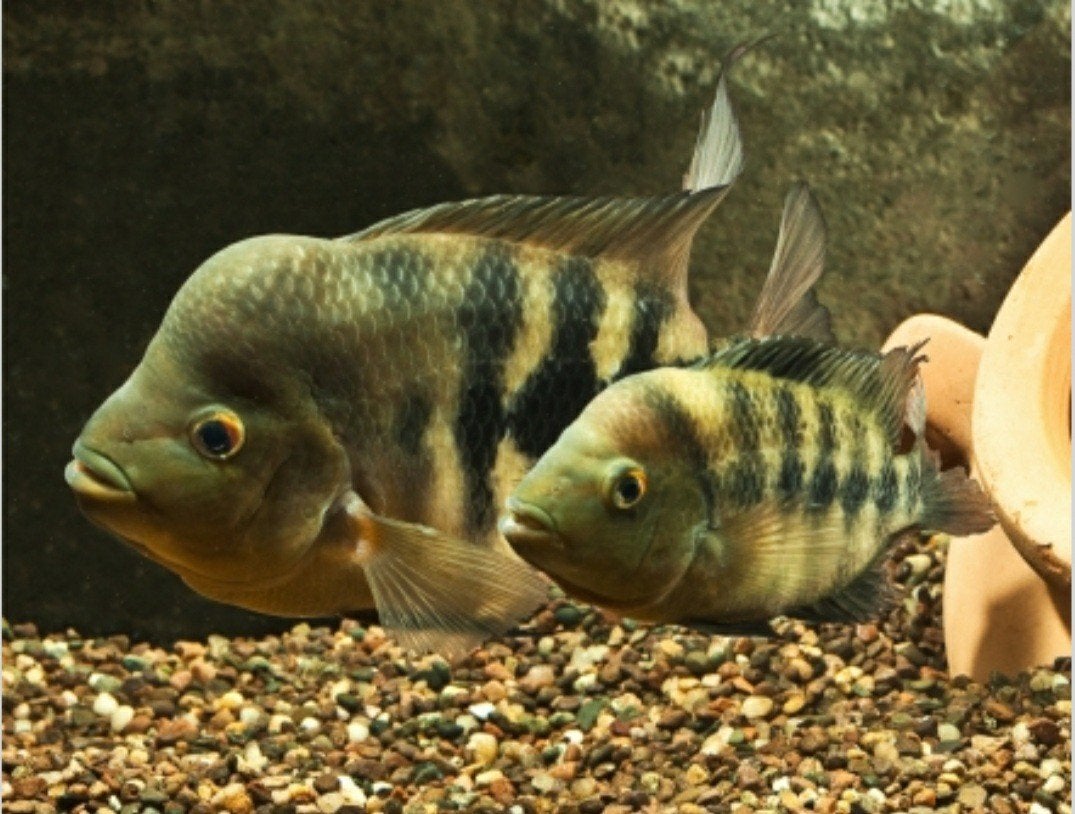 Amphilophus Chancho Koppel Gezocht, Dieren en Toebehoren