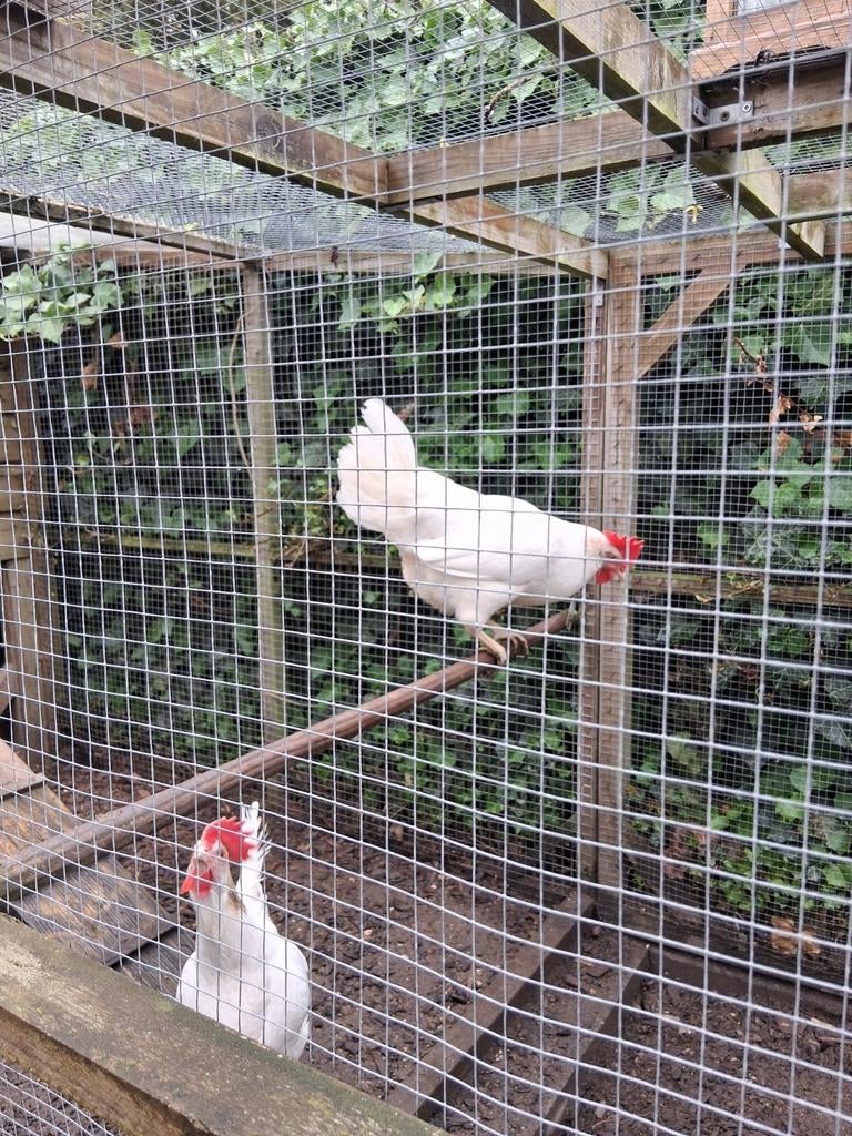 Witte leghorn, Dieren en Toebehoren, Pluimvee, Vrouwelijk, Kip