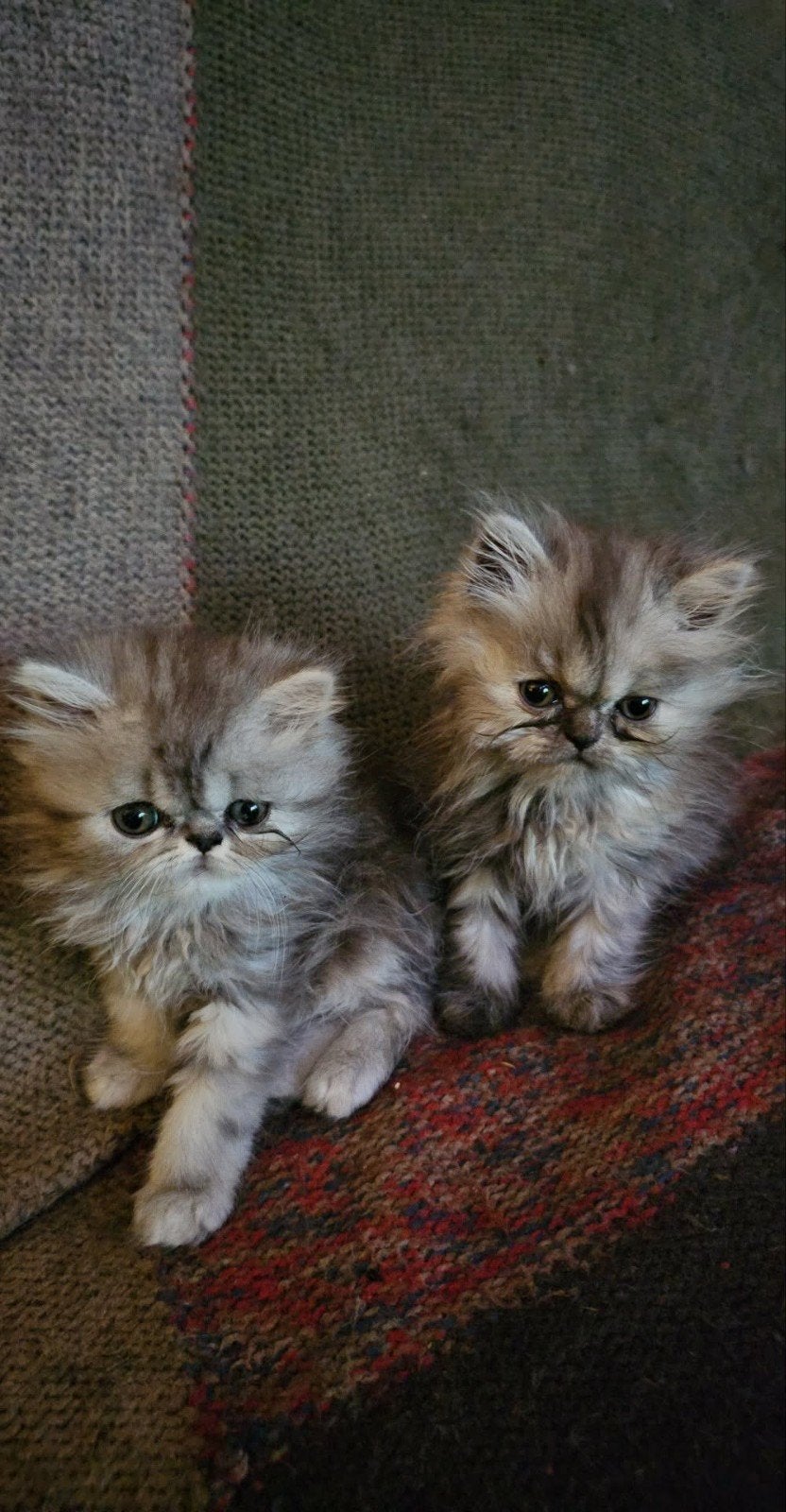 Perzische 3  kittens mogen verhuizen 500 euro, Dieren en Toebehoren, Katten en Kittens | Raskatten | Langhaar, Meerdere dieren