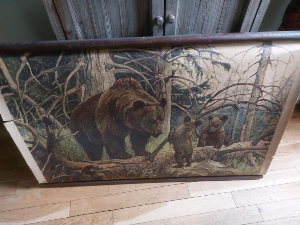 Vintage schoolplaat met beren in het bos, Ophalen of Verzenden, Natuur en Biologie