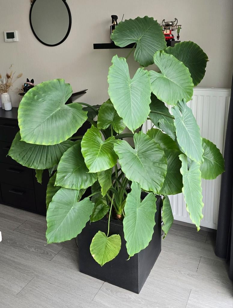 Grote Alocasia plant met pot, Ophalen of Verzenden, Halfschaduw