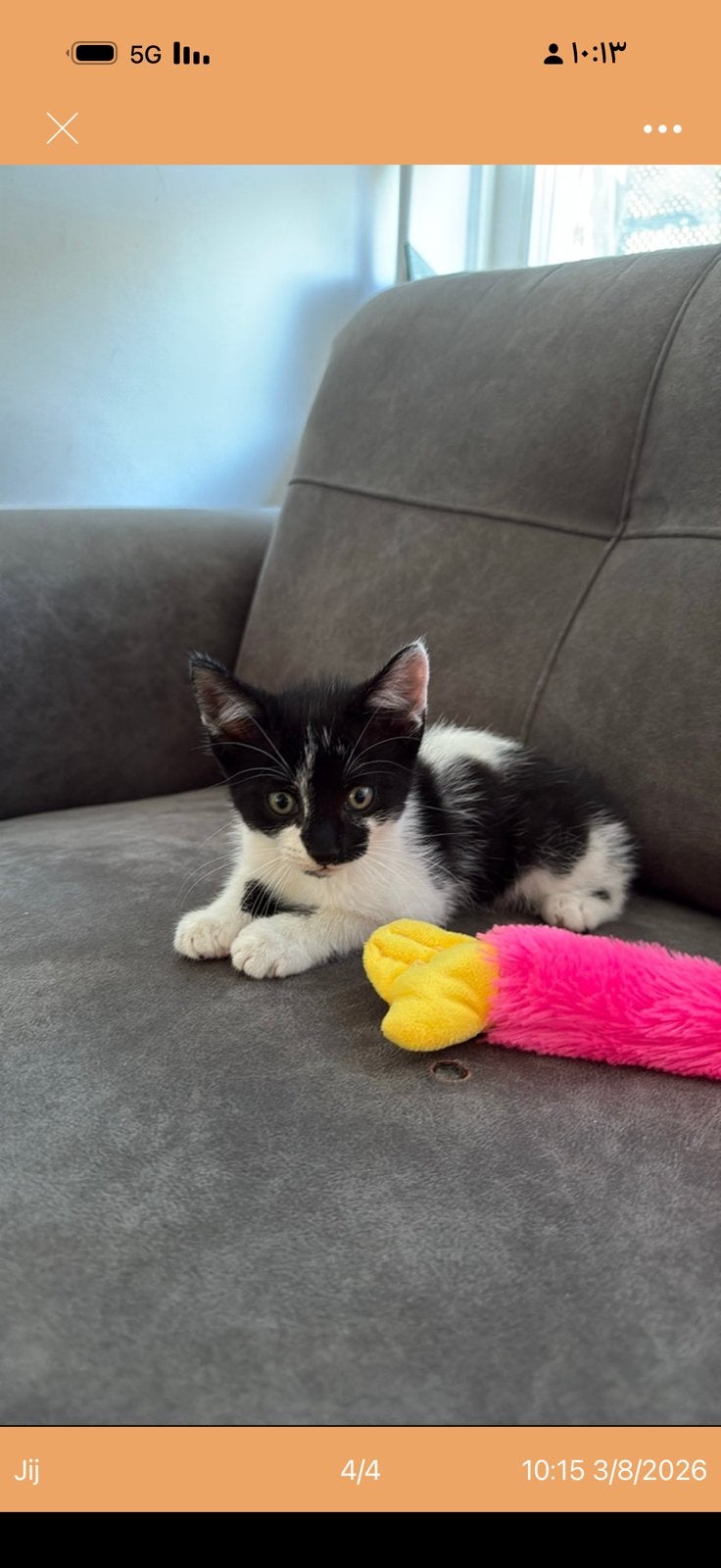 Mooie kat, jongen, twee maanden oud, Dieren en Toebehoren, Katten en Kittens | Overige Katten