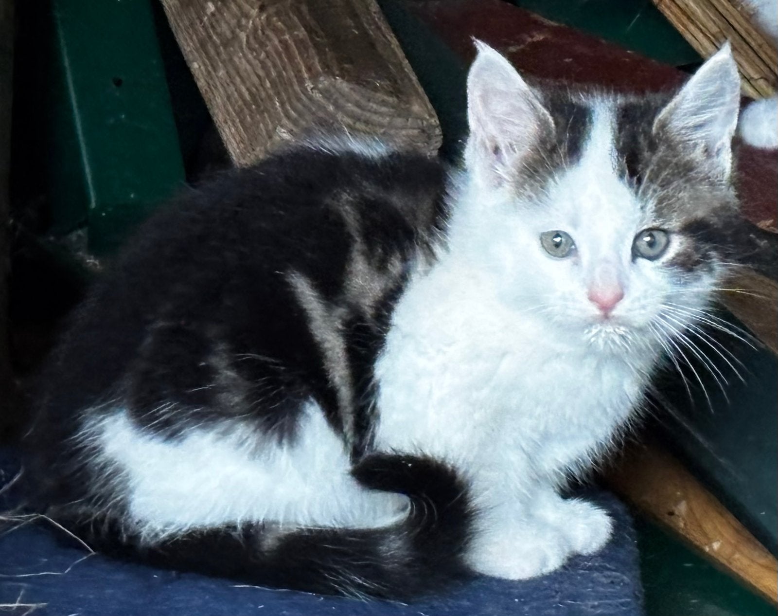 Boerderij kittens zoeken liefdevol huisje, Meerdere dieren, Kortharig, 0 tot 2 jaar