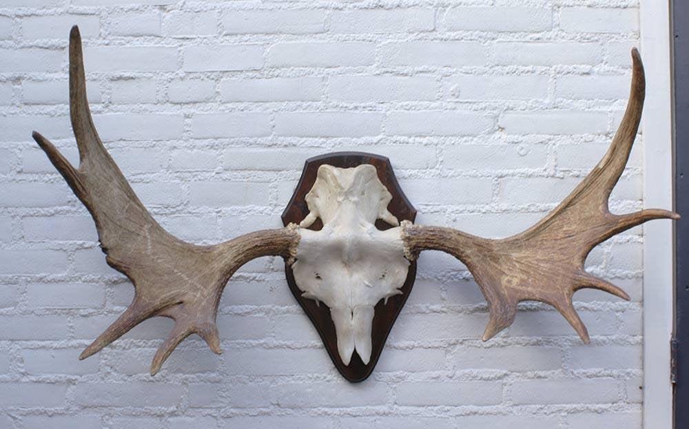 Groot Scandinavisch ELAND GEWEI op houten schild (ref. F), Ophalen, Gebruikt, Hert, Gewei of Kop