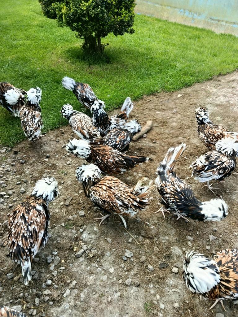 Ik verkoop Paduaner-kippen, Dieren en Toebehoren, Pluimvee, Vrouwelijk, Kip