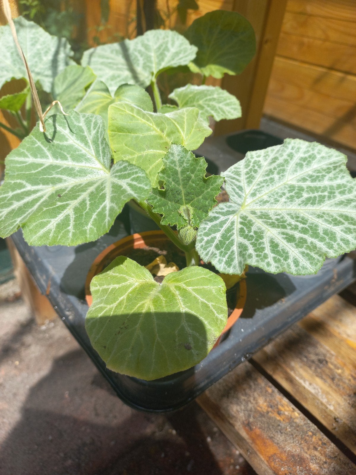 Pompoenstek €2,50 wil graag volle grond in, afhalen., Tuin en Terras, Ophalen, Eenjarig, Halfschaduw, Zomer
