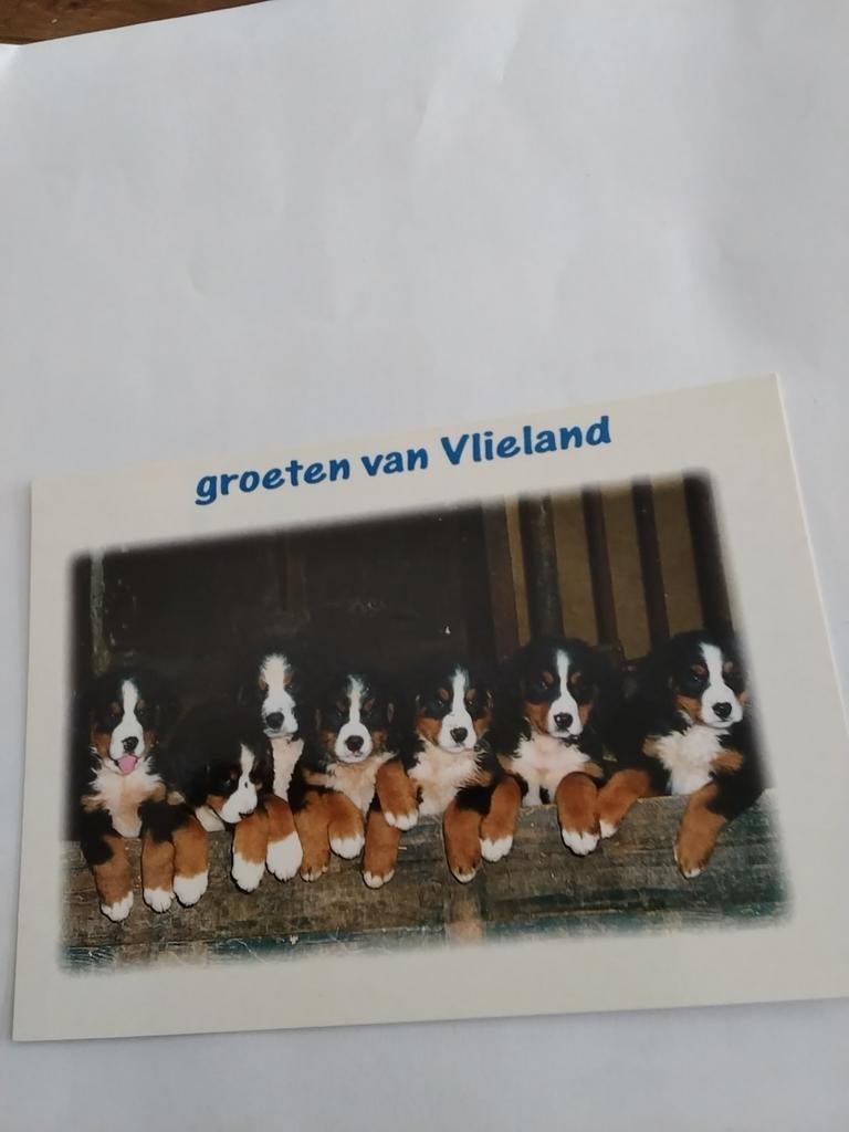 GROETEN VAN VLIELAND, Verzamelen, Ansichtkaarten | Nederland, Ophalen of Verzenden, Waddeneilanden