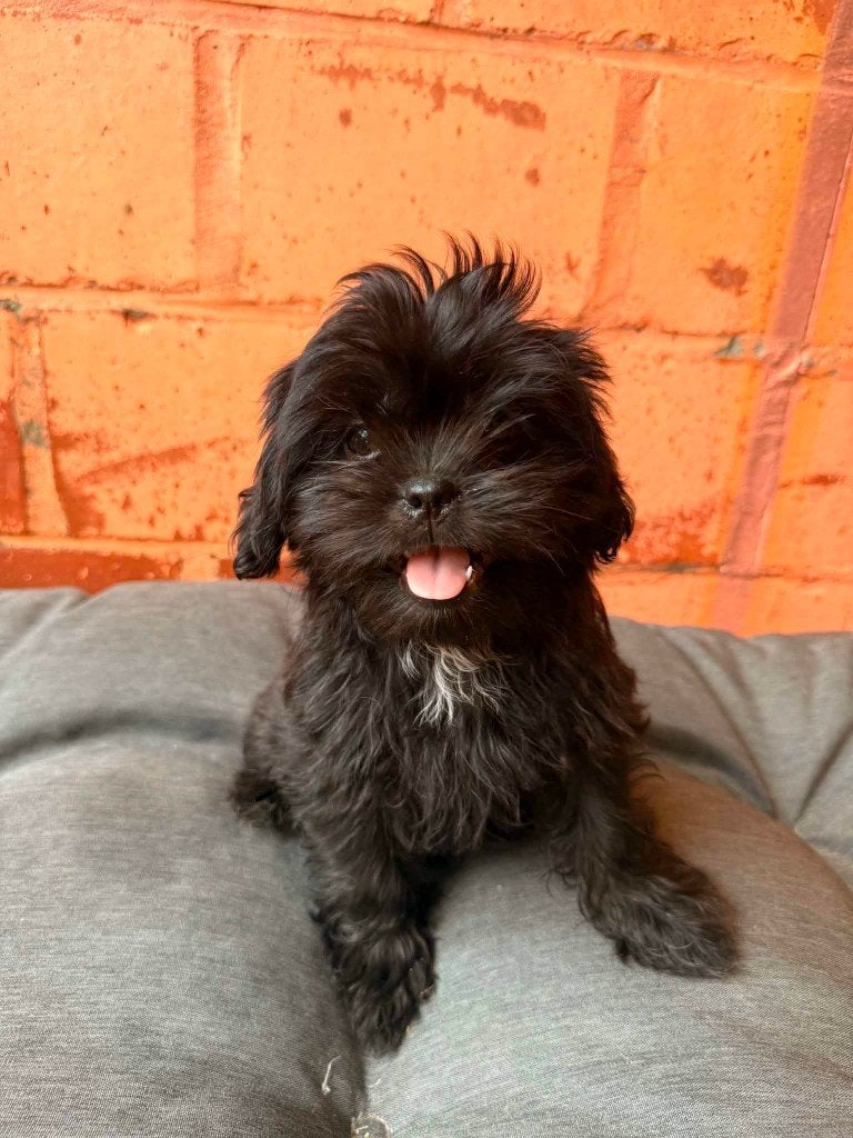 SHIH TZU PUPS, Dieren en Toebehoren, Honden | Chihuahua's en Gezelschapshonden, België, Particulier, Overige rassen, 8 tot 15 weken