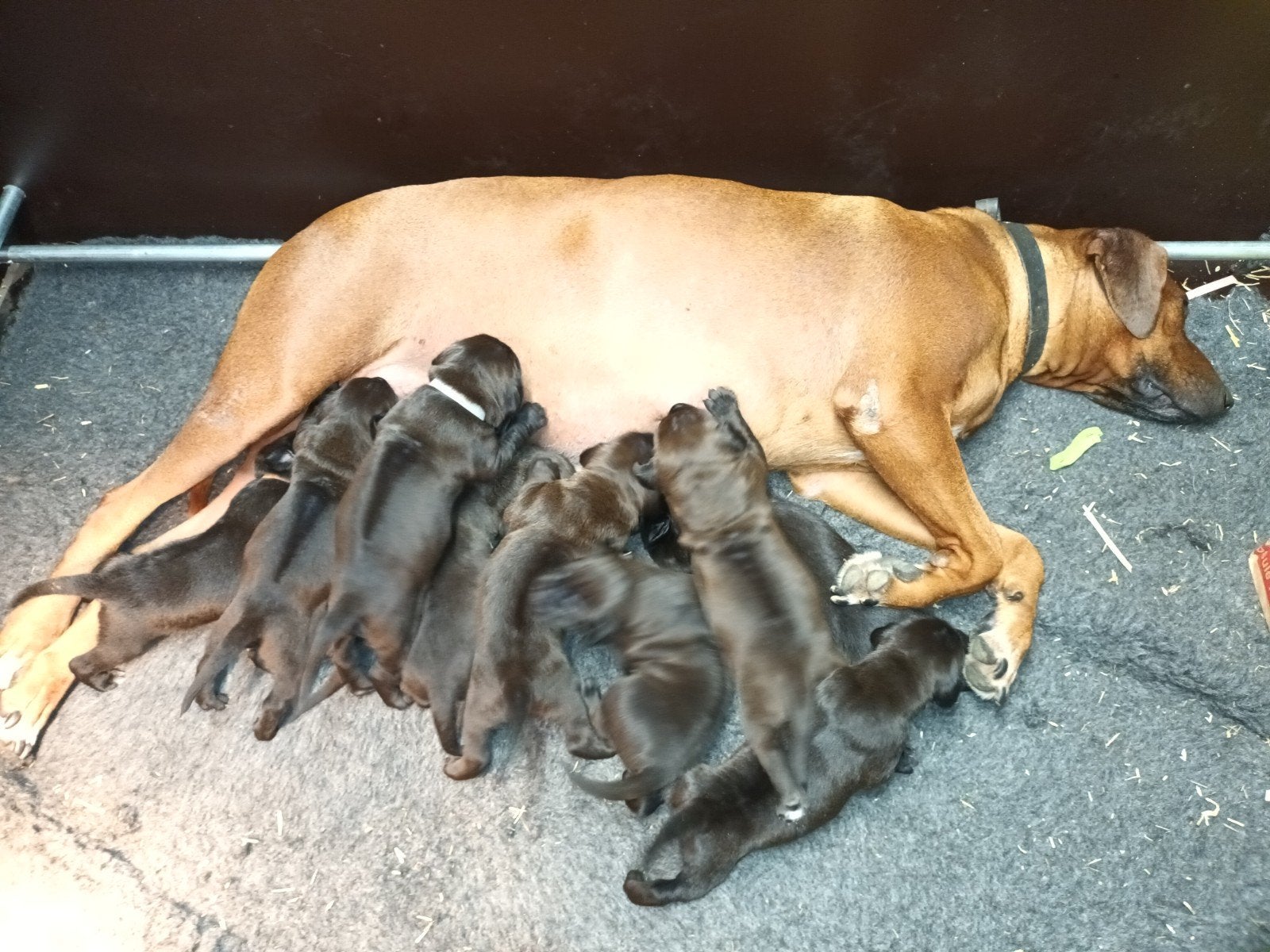 Rhodesian Ridgeback x Labrador Retriever pups, 8 tot 15 weken, Labrador retriever, Meerdere, Meerdere dieren