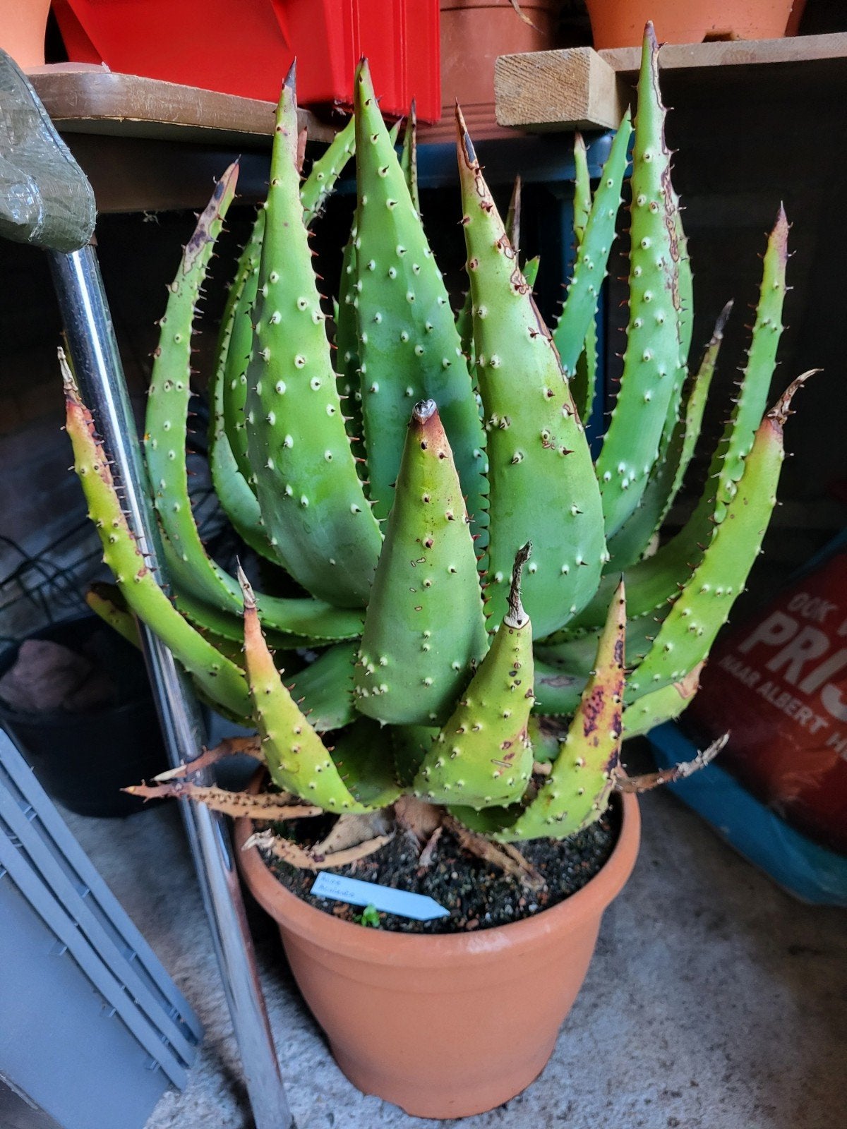 Aloë aculeata, Ophalen, Minder dan 100 cm