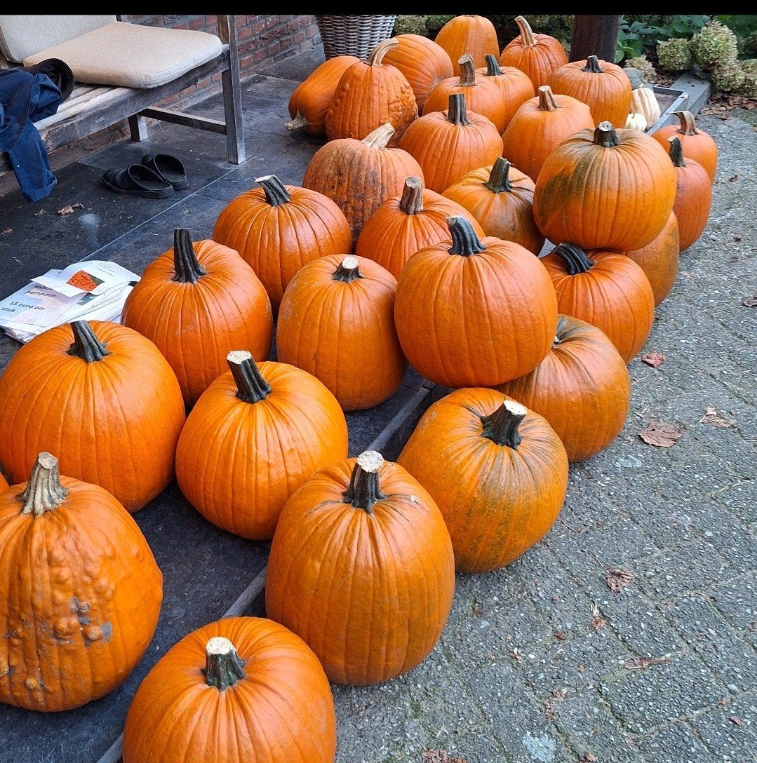 Halloween pompoenen, Ophalen, Nieuw, Versiering, Halloween of Griezel