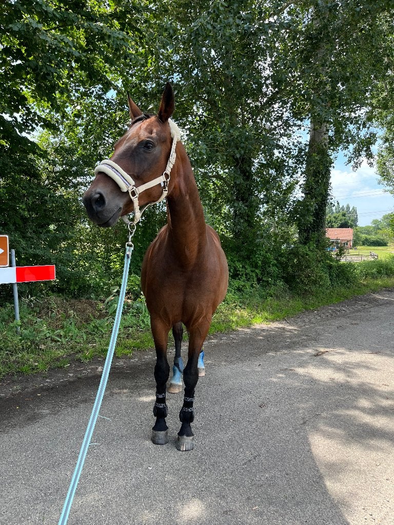 Stalling zoeken rondom Krabbendijke voor een merrie, Weidegang, 1 paard of pony