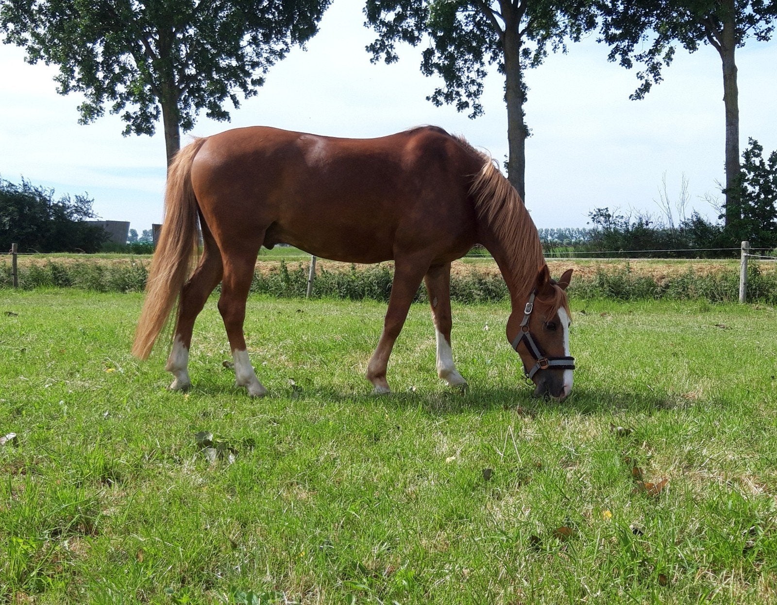 Super brave D pony ruin., Ruin, Dressuurpony, L, 11 jaar of ouder