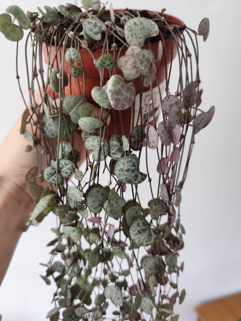 Ceropegia Woodii - Hartjesplant - String of Hearts, Huis en Inrichting, Kamerplanten, Ophalen, Halfschaduw, Minder dan 100 cm