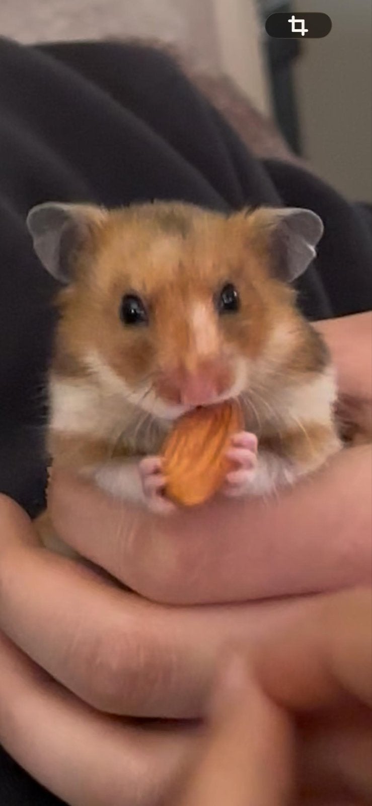 Hamster tam, Dieren en Toebehoren, Hamster, Vrouwelijk, Januari, Tam