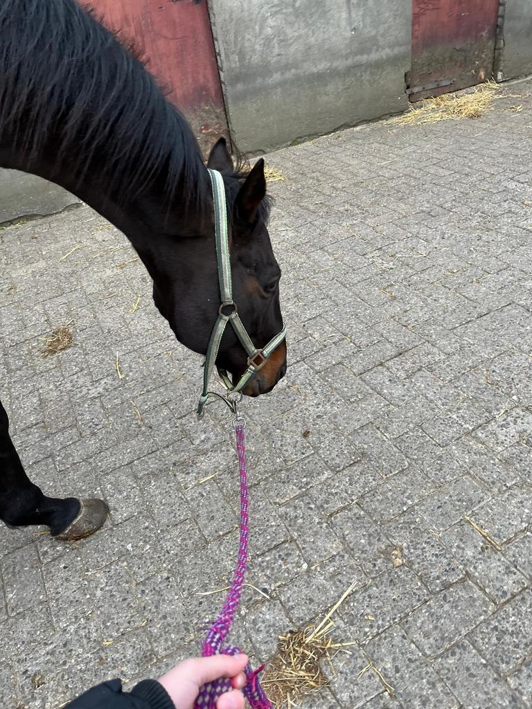 Stal hulp Ede Lunteren Ederveen Bennekom 😁🐴, Dieren en Toebehoren, Stalling en Weidegang