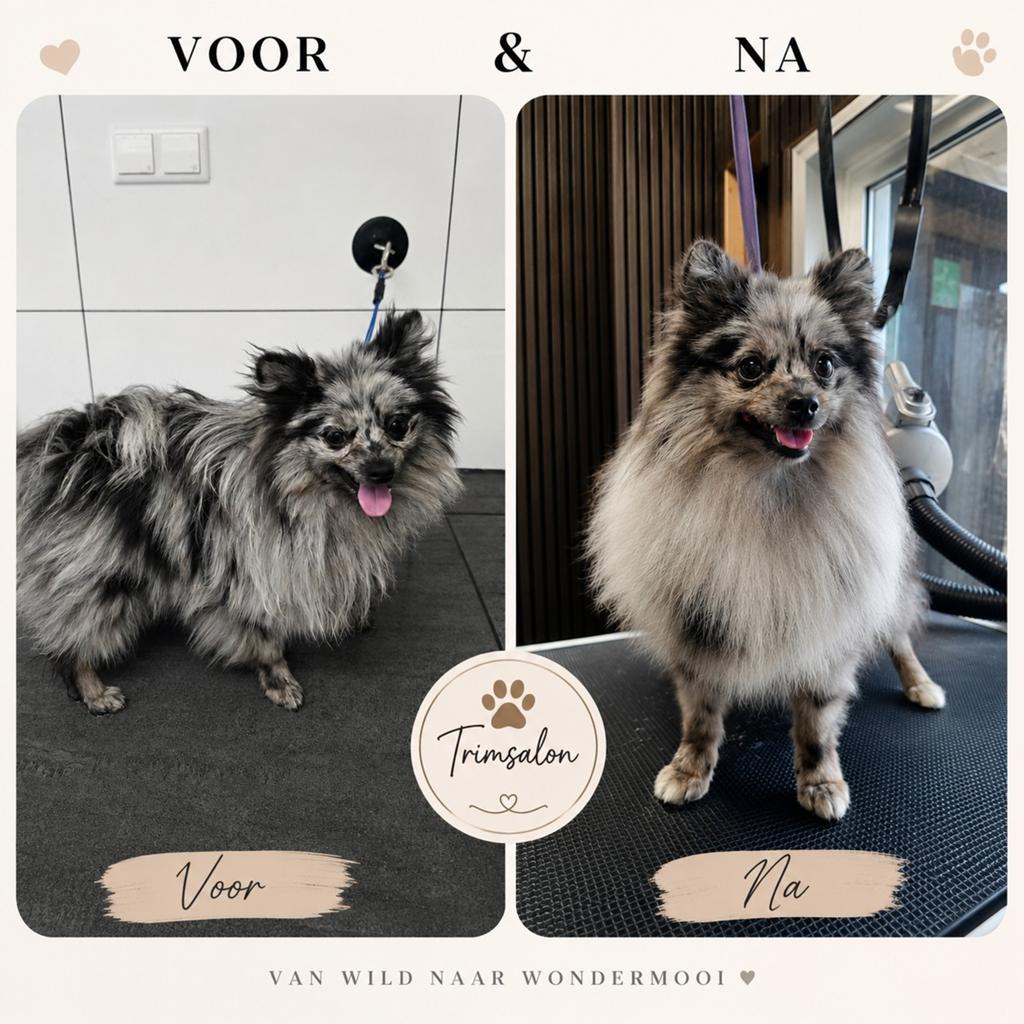 Trimsalon voor u hond, Trimmen of Verzorging
