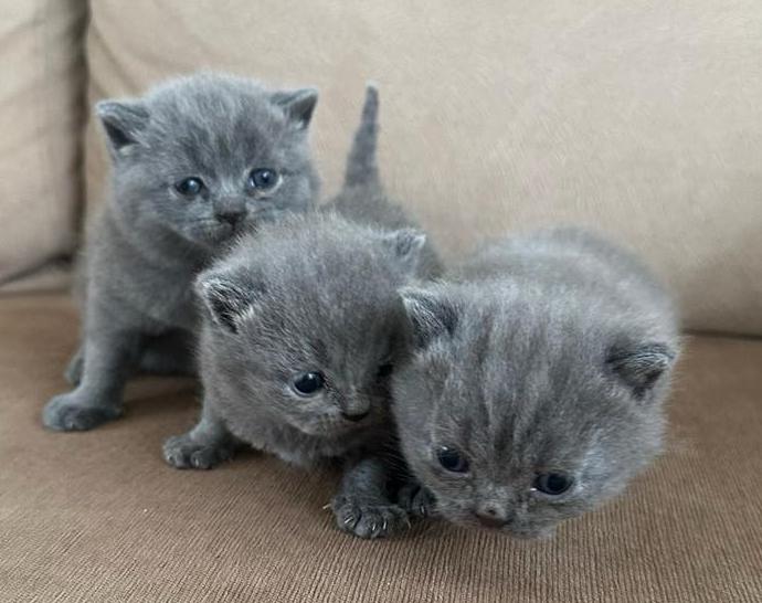 Britse Korthaar Kittens, Dieren en Toebehoren, Katten en Kittens | Raskatten | Korthaar, Meerdere dieren, Ontwormd, 0 tot 2 jaar