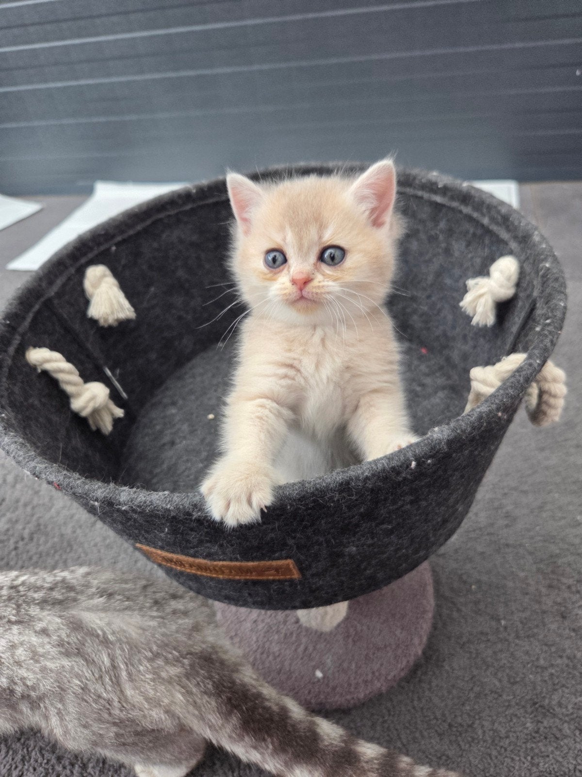 Britse korthaar kittens, Meerdere dieren, 0 tot 2 jaar