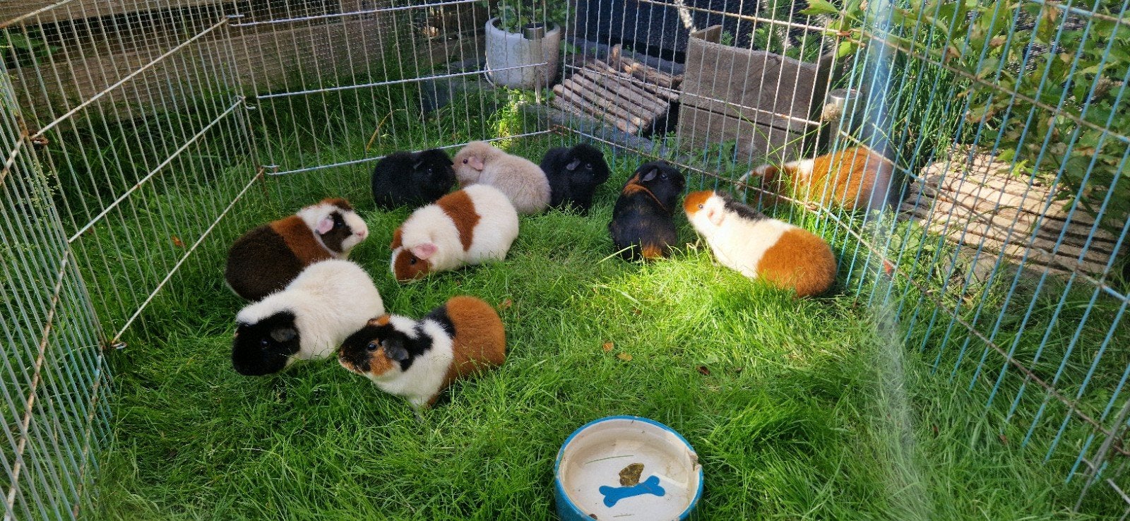 Volwassen cavia zeugen, Dieren en Toebehoren, Januari, Vrouwelijk, Cavia