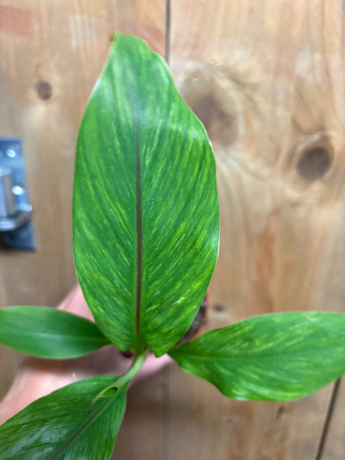 Musa basjoo mint aurea yellow lemon variegata plant, Ophalen of Verzenden, Halfschaduw, Minder dan 100 cm