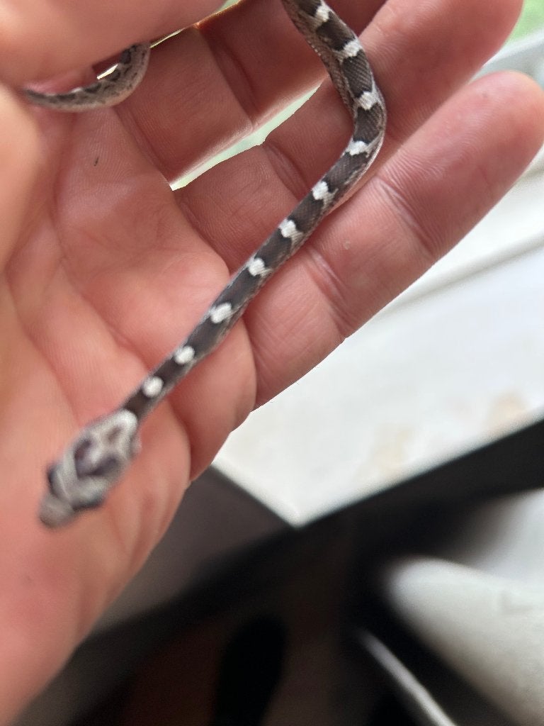 Rattenslangen zomer 2026 Rat Snake photo 4