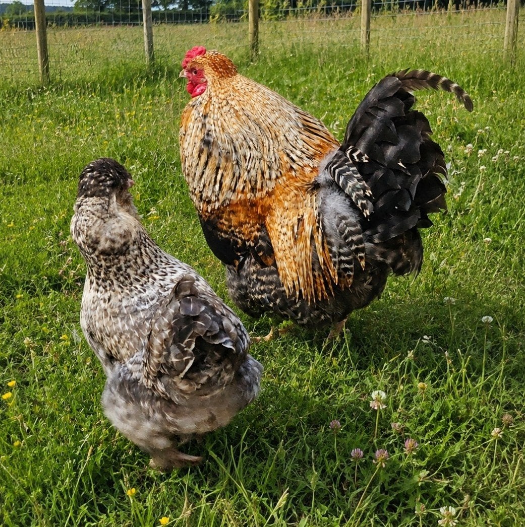mooie span jonge kipjes, Dieren en Toebehoren, Pluimvee, Meerdere dieren, Kip