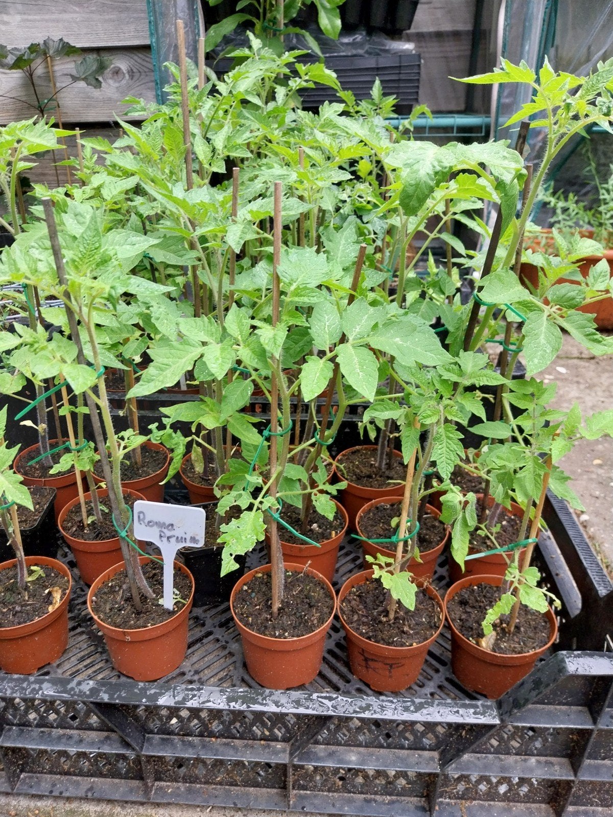 De laatste tomatenplanten, Tuin en Terras, Planten | Tuinplanten, Ophalen, Eenjarig, Groenteplanten, Volle zon